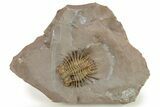 Golden Odontopleurid (Ceratocephala?) Trilobite - Very Rare! #276402-1